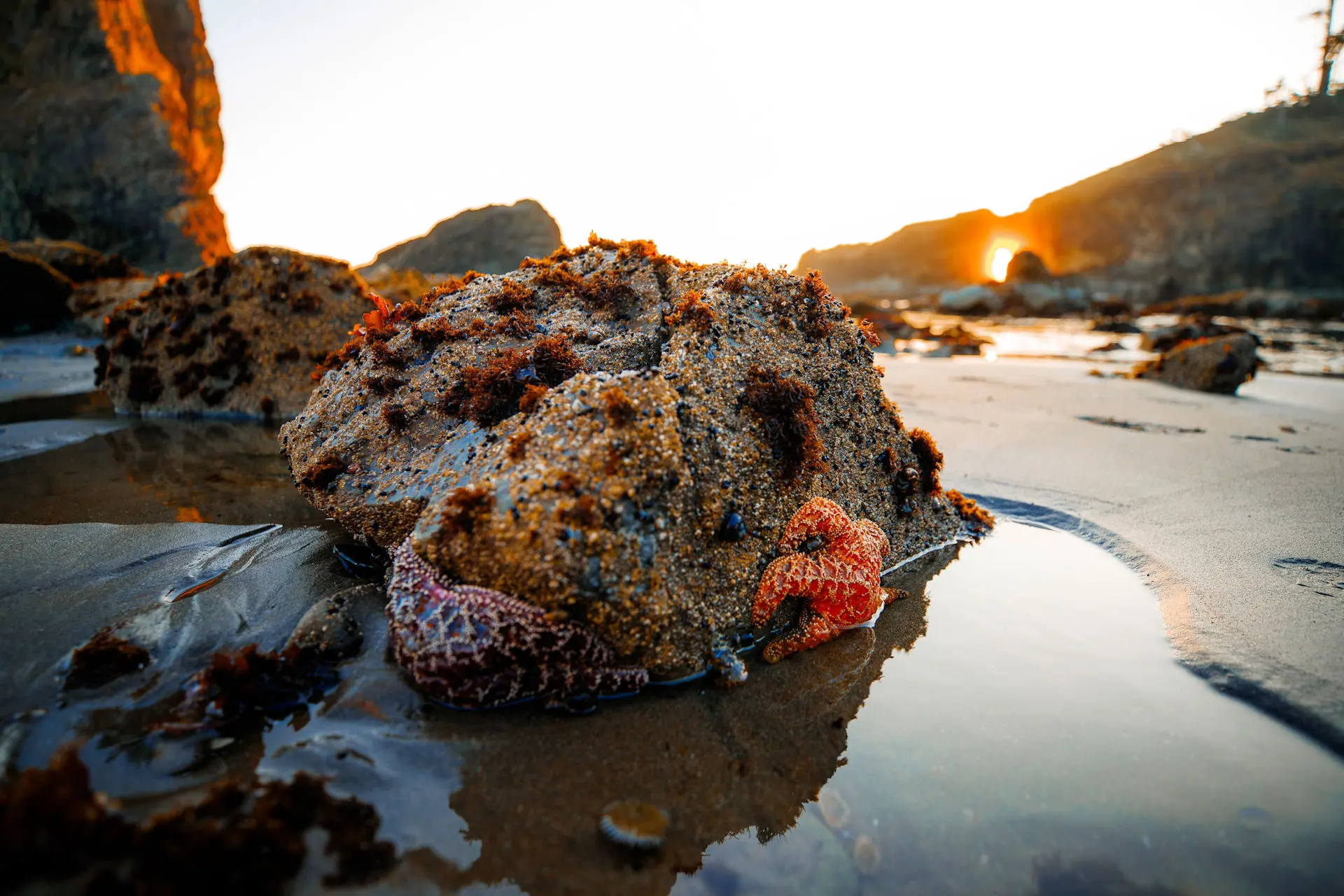 Opioid Crisis is so Widespread it’s Affecting Ocean Life